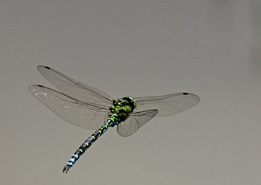 Aeschne bleue (Aeschna cyanea) mâle en vol