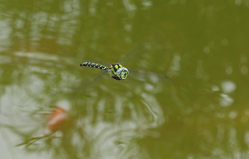 Aeschne bleue (Aeschna cyanea) mâle en vol vue de face