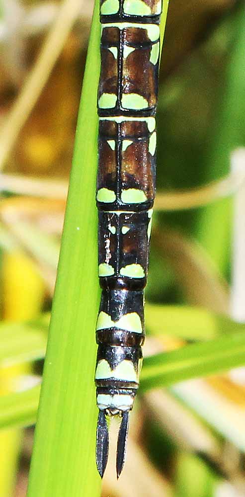 Æschne bleue détail abdomen et cerques