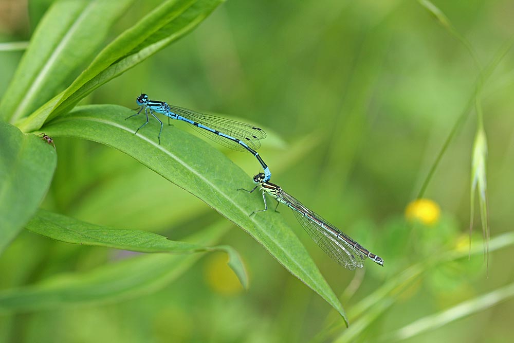 agrion jouvencelle (Insectes / Odonates / Zygoptères / Coenagrionidae / Coenagrion puella) en tandem