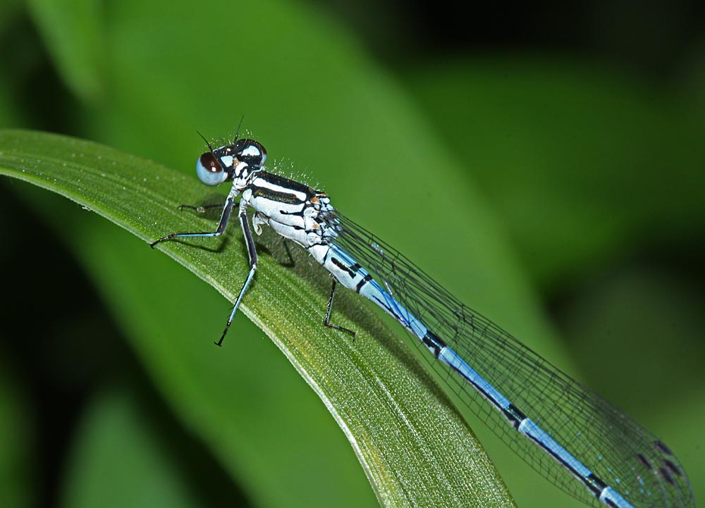 L’agrion jouvencelle gros plan de la tête et du thorax