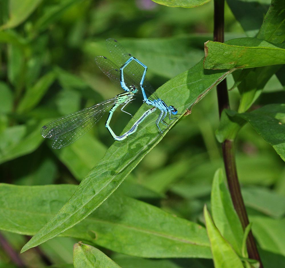 Coenagrion puella accouplement