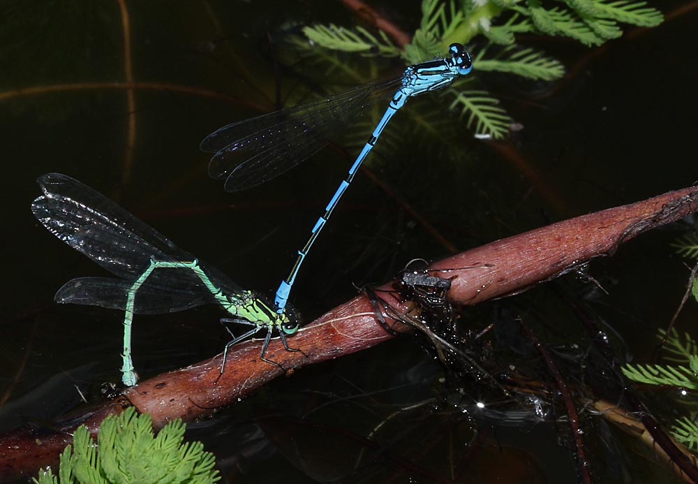 L’agrion jouvencelle lors de l'accouplement