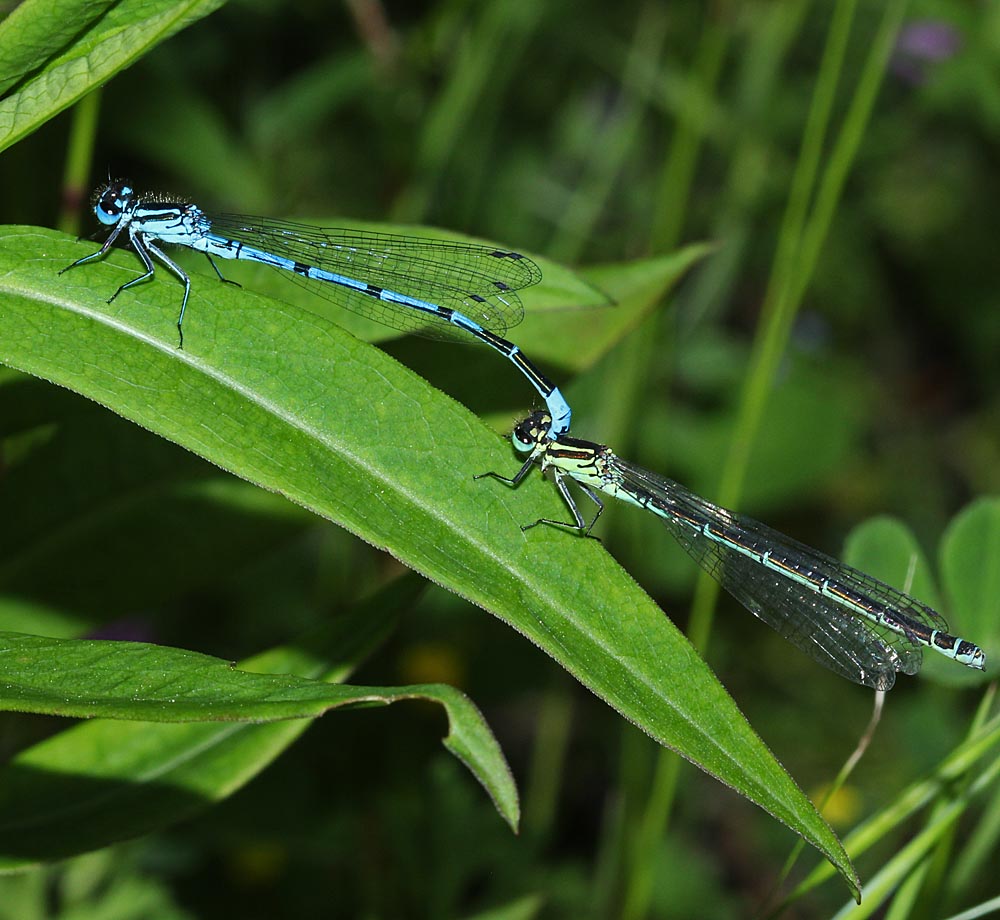 L’agrion jouvencelle, mâle et femelle