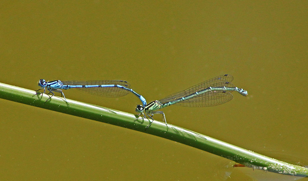 L’agrion jouvencelle (Insectes / Odonates / Zygoptères / Coenagrionidae / Coenagrion puella) lors de l'accouplement