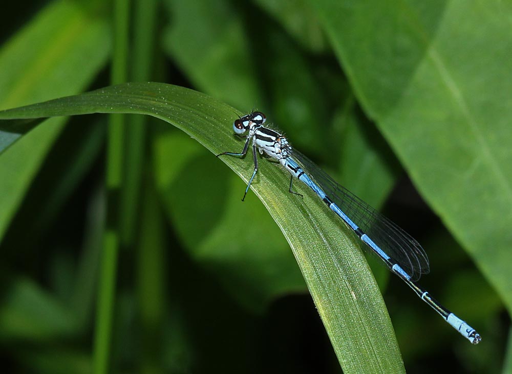 L’agrion jouvencelle sur une graminée