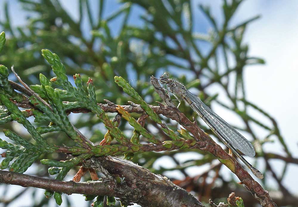 L’agrion jouvencelle sans coloration juste après l'émergence