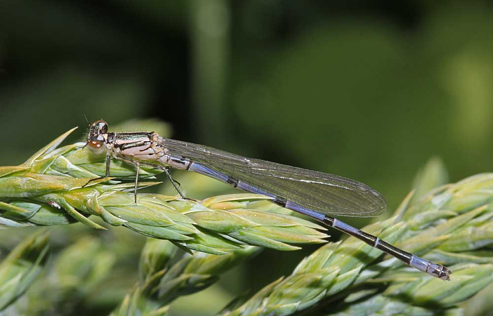 L’agrion jouvencelle quelque temps après l'émergence, les yeux sont marron