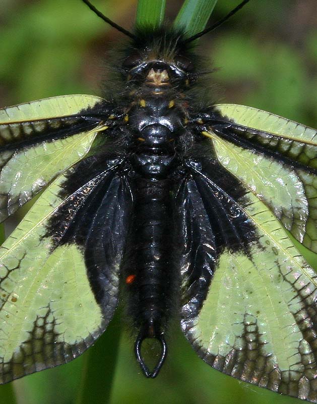 Ascalaphe soufré (libelloides coccajus) Gros plan