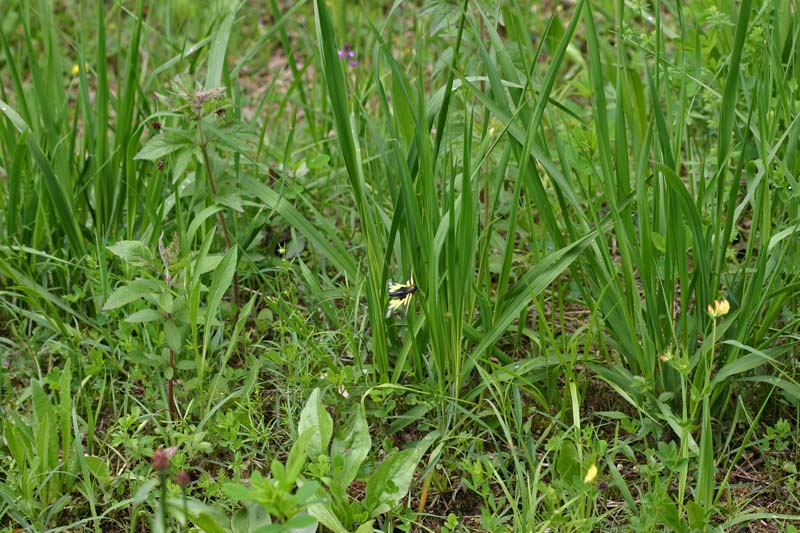 Ascalaphe soufré (libelloides coccajus) Biotope