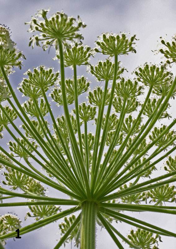 La berce du Caucase (Heracleum mantegazzianum) détail de l'ombelle