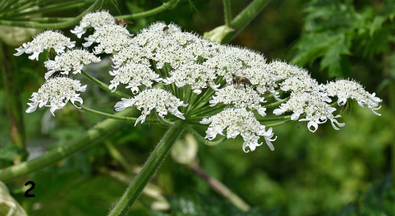 La berce du Caucase (Heracleum mantegazzianum) ombelle