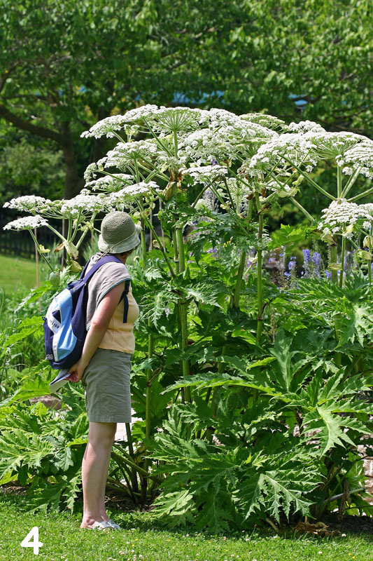 La berce du Caucase (Heracleum mantegazzianum) taille