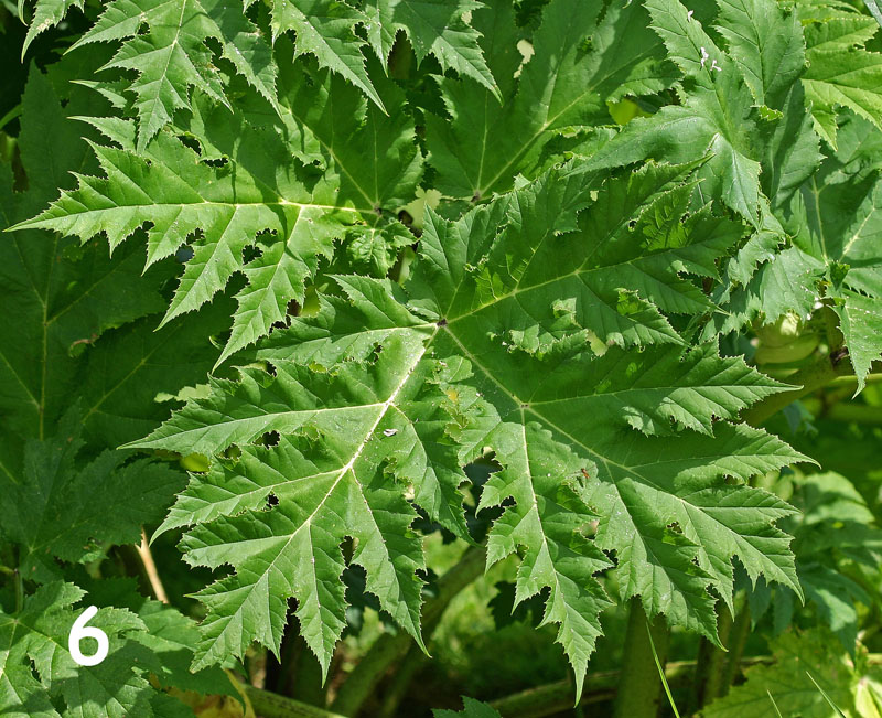 La berce du Caucase (Heracleum mantegazzianum) feuilles