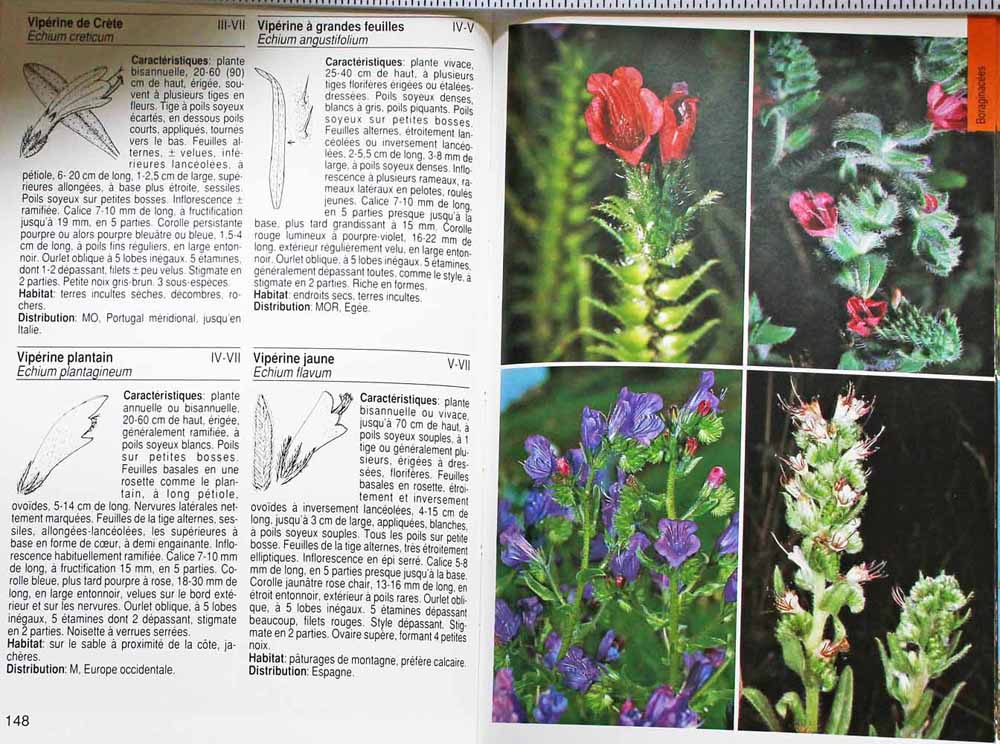 Guide de la flore méditerranéenne de Bayer (contenu)