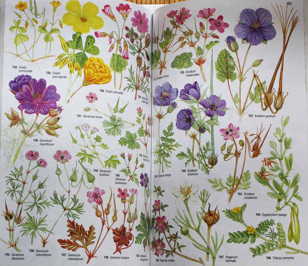 Toutes les fleurs de Méditerranée (planches dessins)