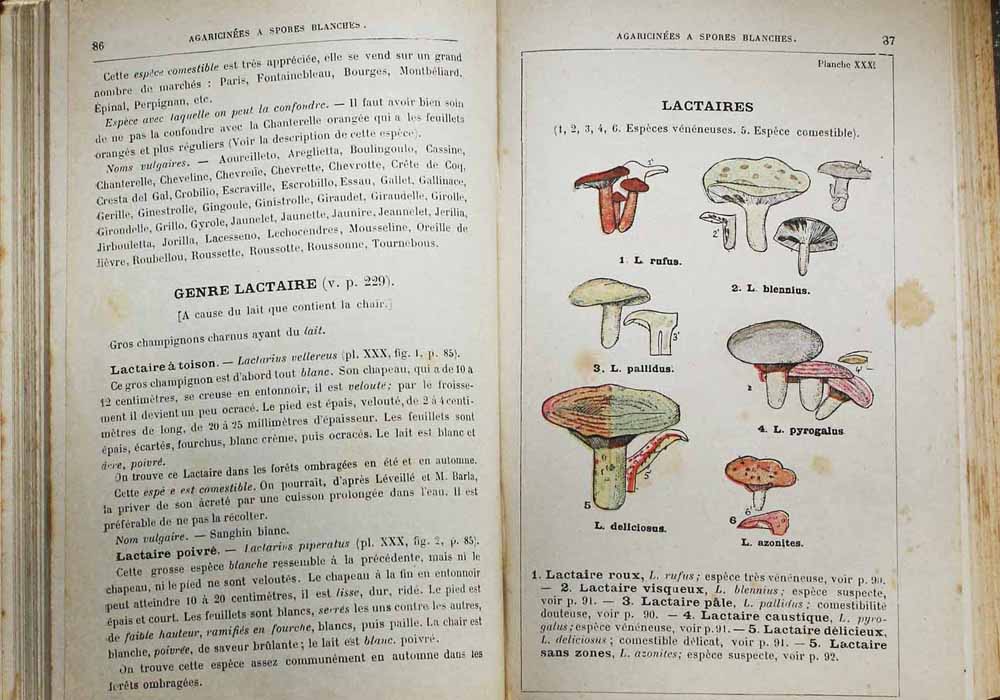 Atlas des champignons de Julien Costantin   (contenu)