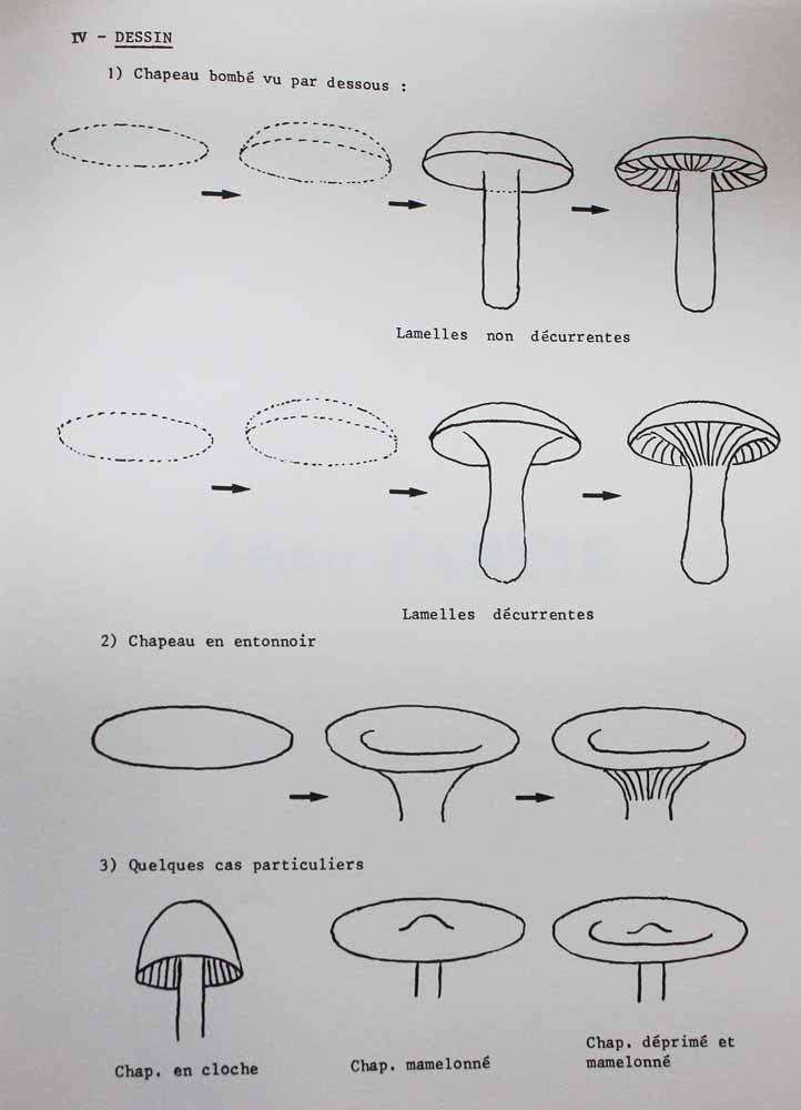 Les champignons de M. Poulain  (contenu)