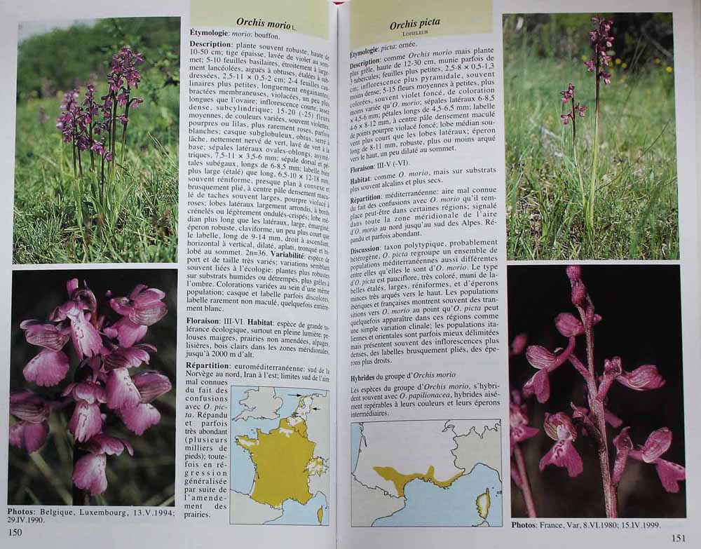 Flore des orchidées de France  (contenu)