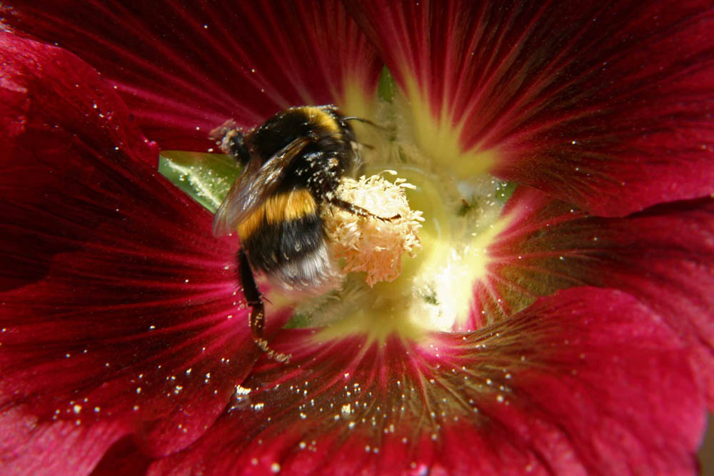 Bourdon excité dans une rose trémière