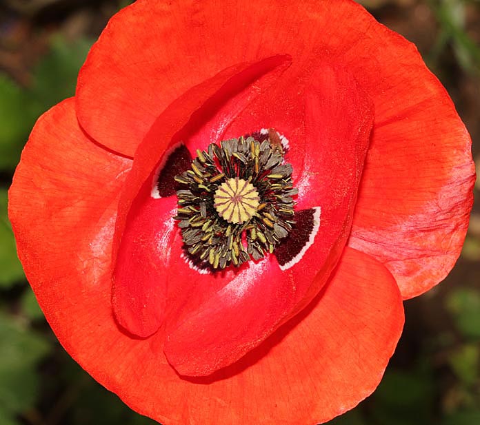 Coquelicot en gros plan