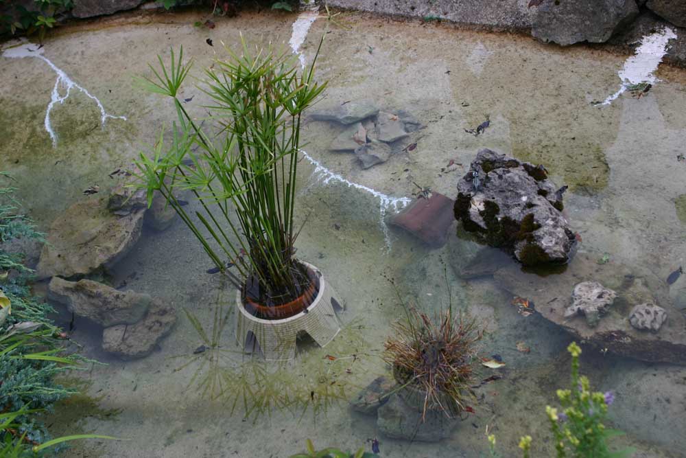 La première mare en béton après une réparation des fissures au silicone