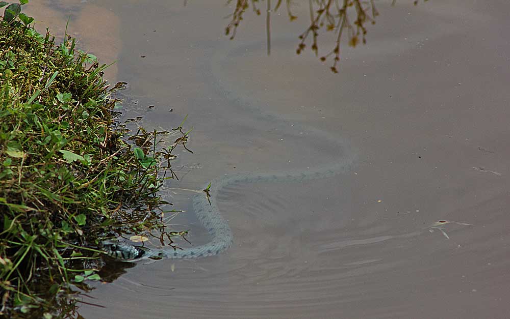 Couleuvre à collier qui nage sous l'eau<br>Natrix natrix