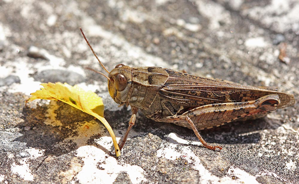 Le caloptène italien (Insectes / Orthoptère / Acrididés / Calliptamus italicus)