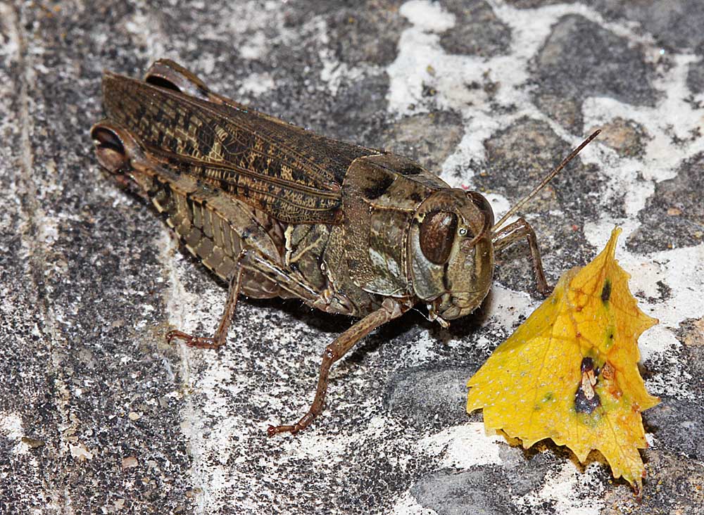 Le caloptène italien (Insectes / Orthoptère / Acrididés / Calliptamus italicus)<br>vue de profil