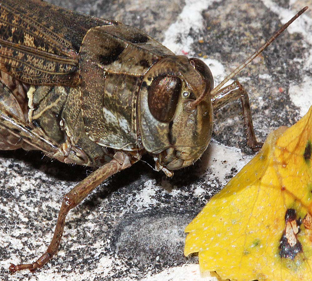 Le caloptène italien (Insectes / Orthoptère / Acrididés / Calliptamus italicus)<br>gros plan de la tête