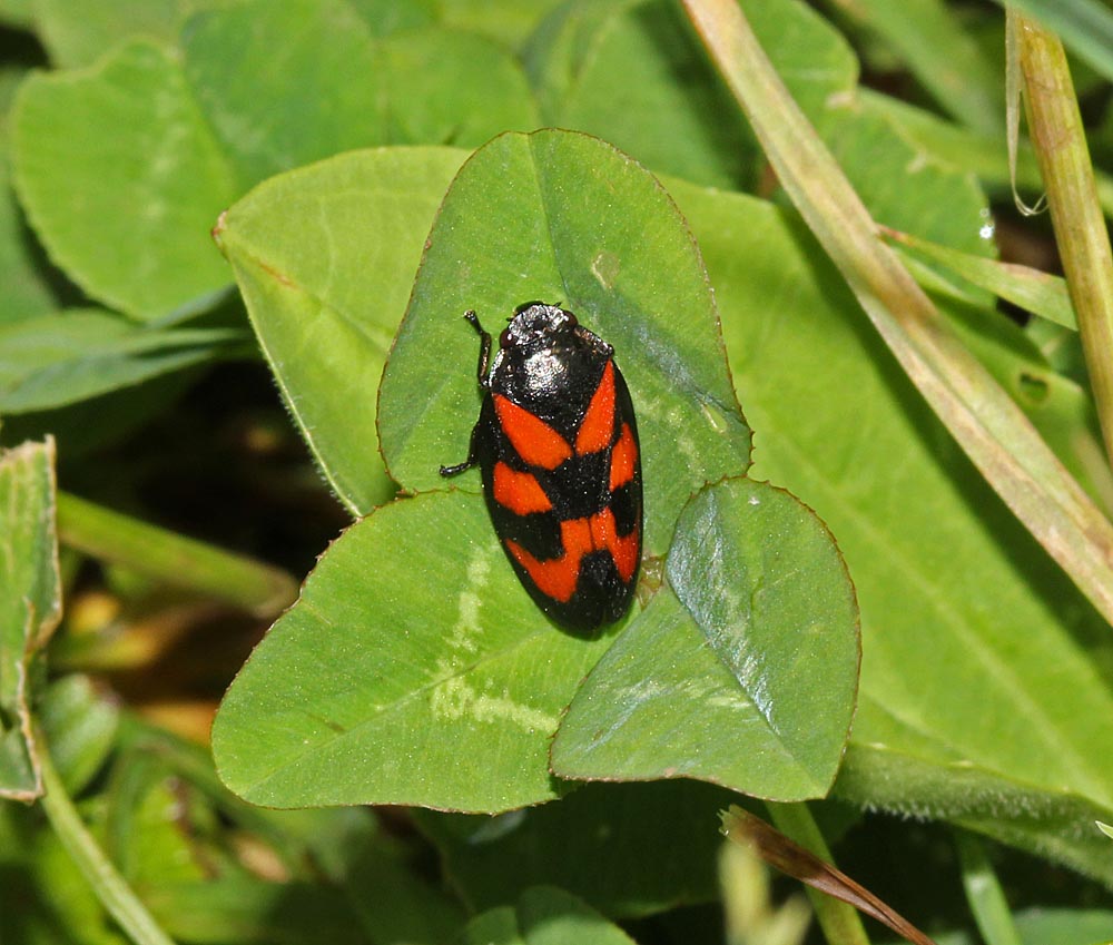 Le cercope sanguin (Hémiptères / Homoptères / Cercopidés / Cercopis vulnerata)<br>sur un trèfle