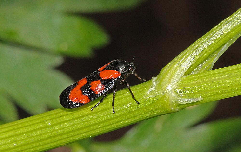 Le cercope sanguin ( Cercopis vulnerata)