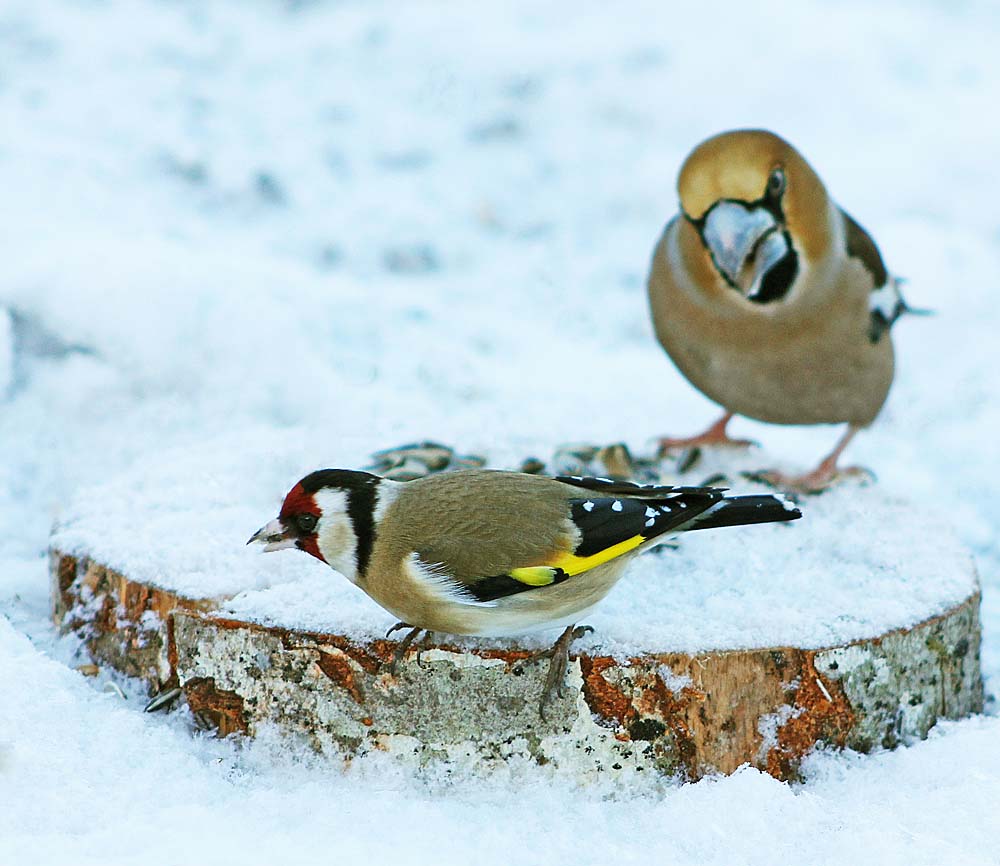 Le chardonneret élégant (Carduelis carduelis), avec gros bec en arrière plan