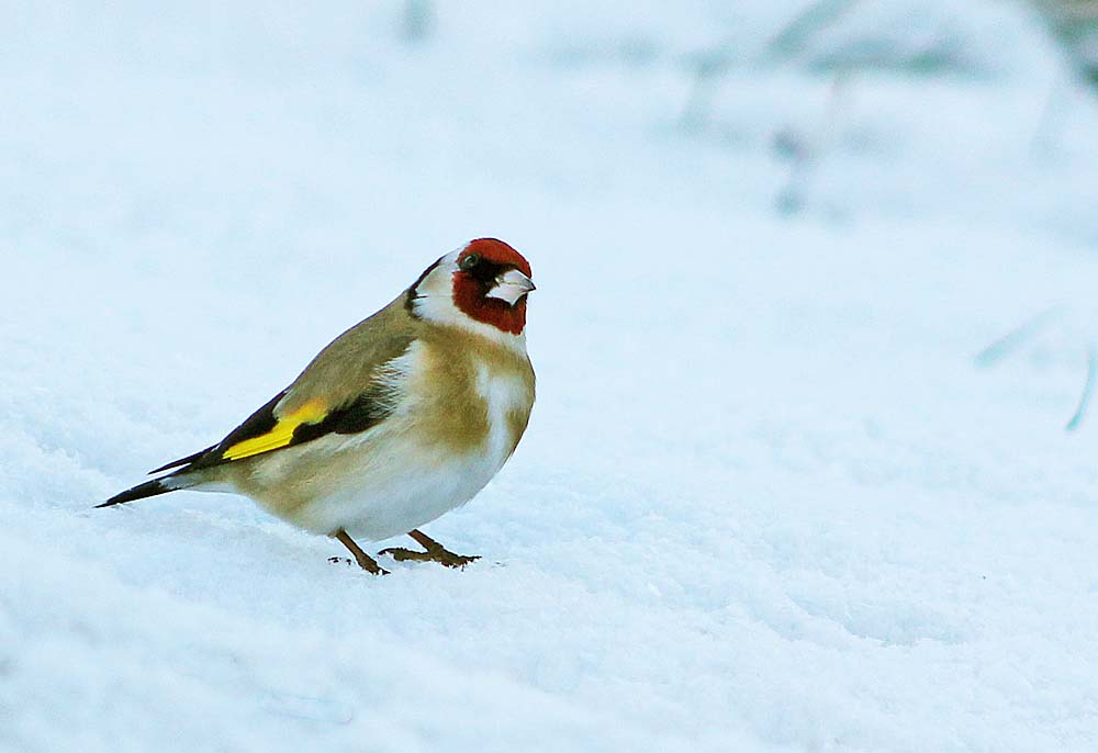 Le chardonneret élégant (Carduelis carduelis), dans la neige