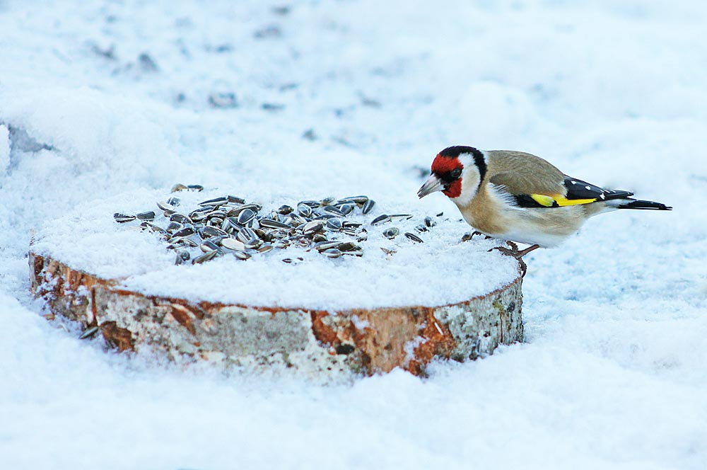 Le chardonneret élégant (Carduelis carduelis), mange graine tournesol