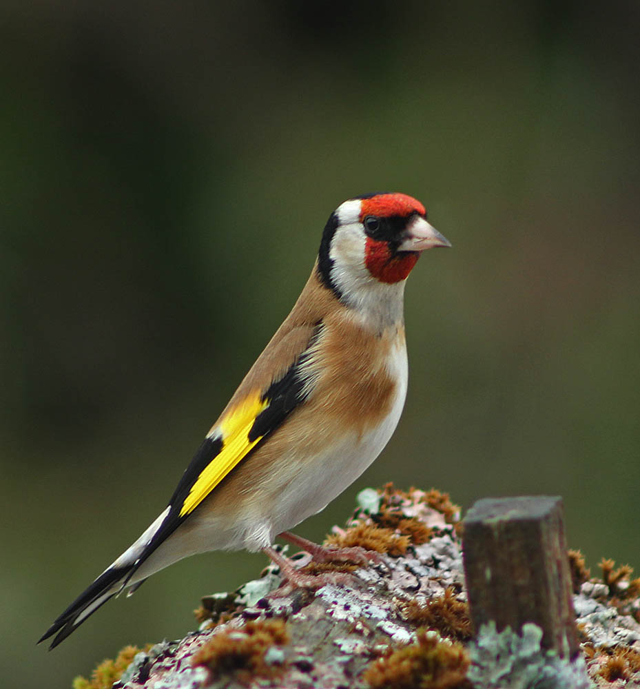 Le chardonneret élégant (Carduelis carduelis), gros plan