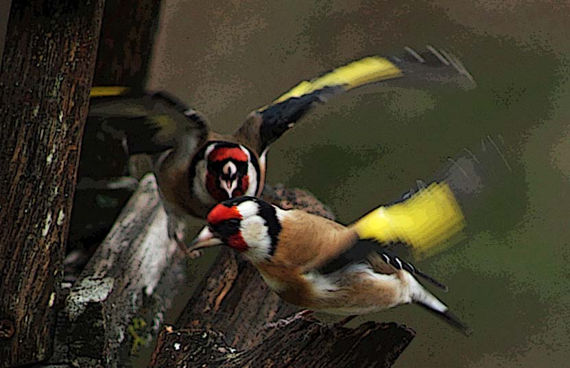 Le chardonneret élégant (Carduelis carduelis), combat pour une graine