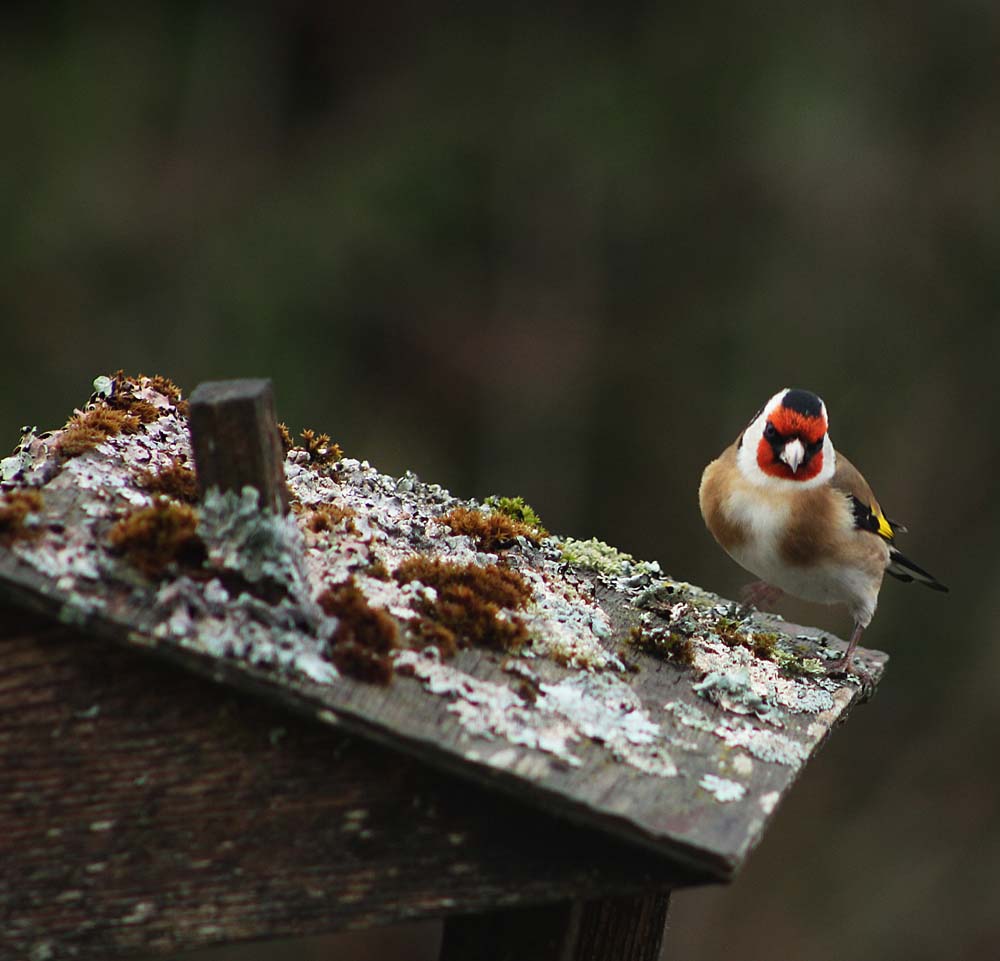 Le chardonneret élégant (Carduelis carduelis) sur un perchoir