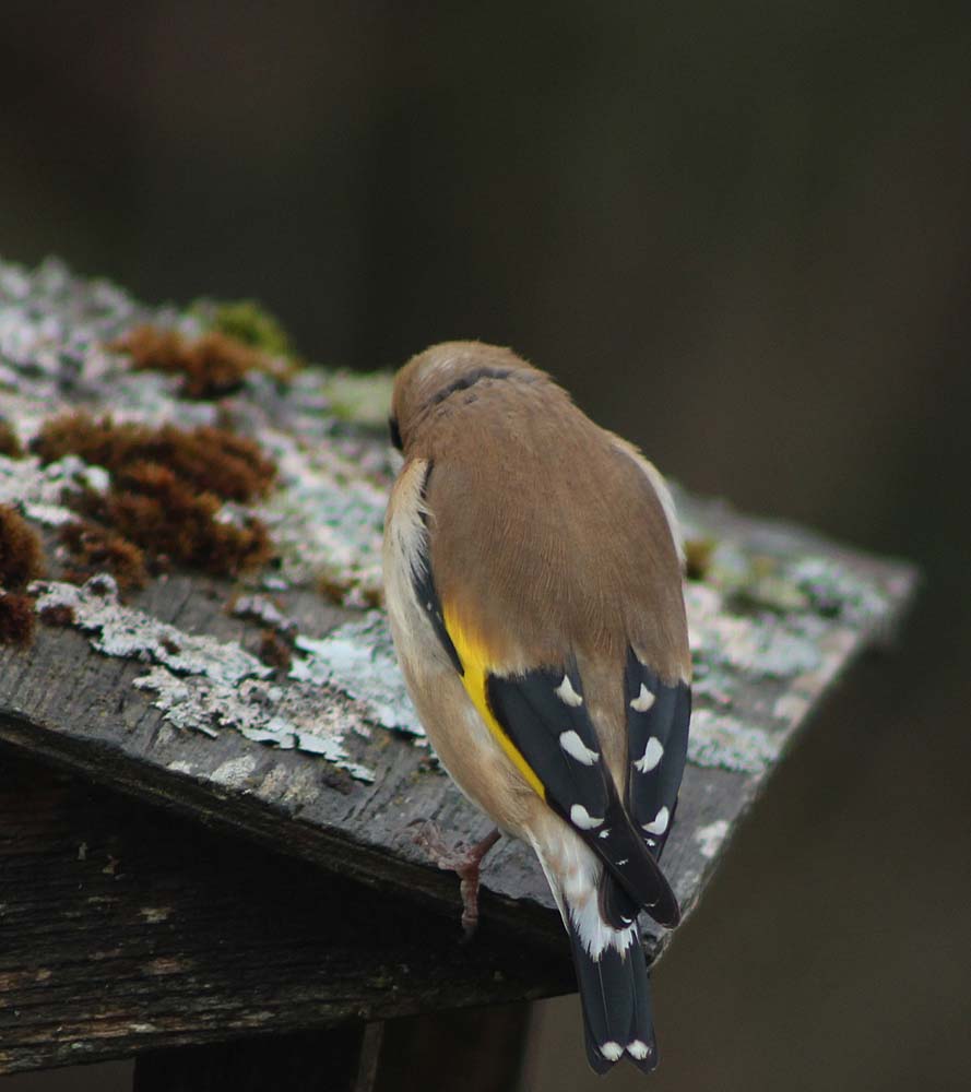 Le chardonneret élégant (Carduelis carduelis), de dos