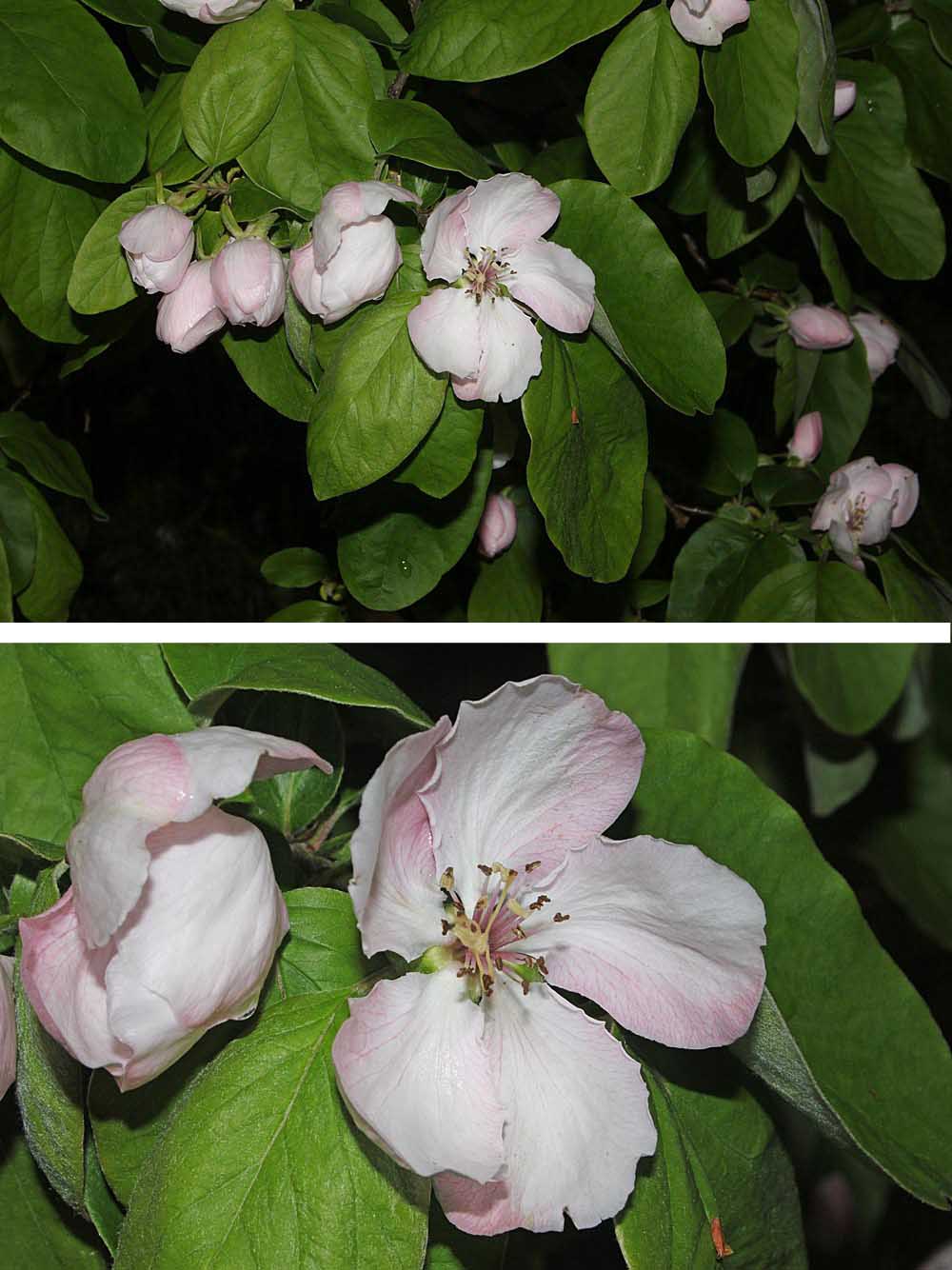 fleur de cognassier (Cydonia oblonga) en gros plan avec les 20 étamines