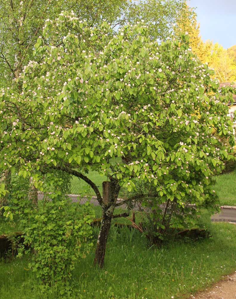 Cognassier en fleurs (Cydonia oblonga)