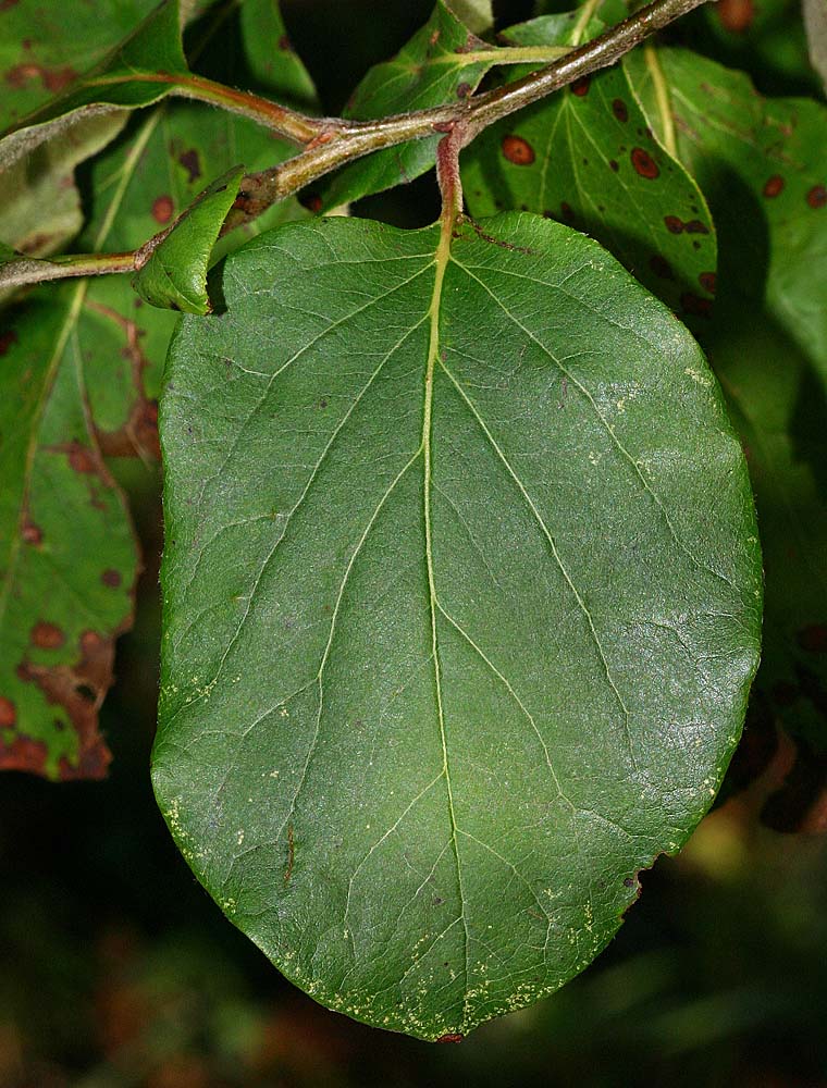 Feuille ovale à oblongue de cognassier (Cydonia oblonga) en gros plan