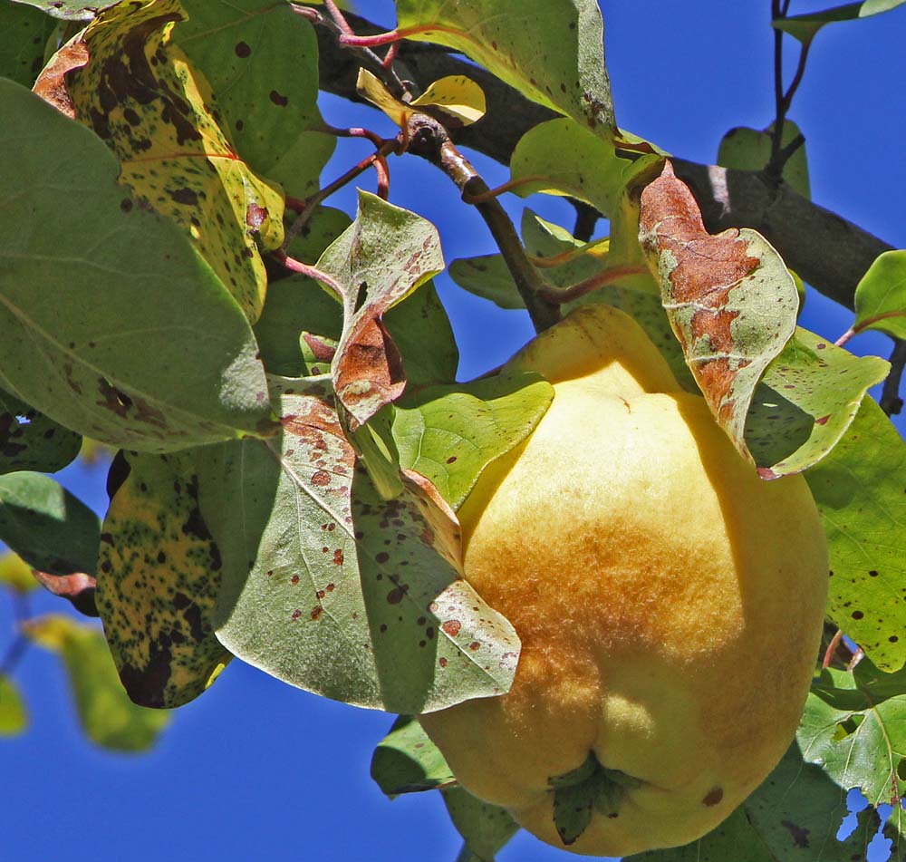 Feuilles atteintes par la rouille du cognassier (Cydonia oblonga)<br>Entomosporiose