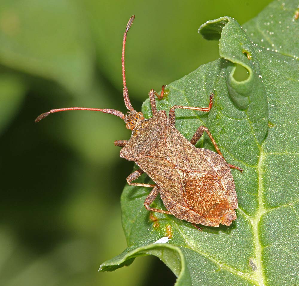 La corée marginée (Insectes / Hémiptères / Hétéroptères /Coréidés / Coreus marginatus)<br>vue générale de haut