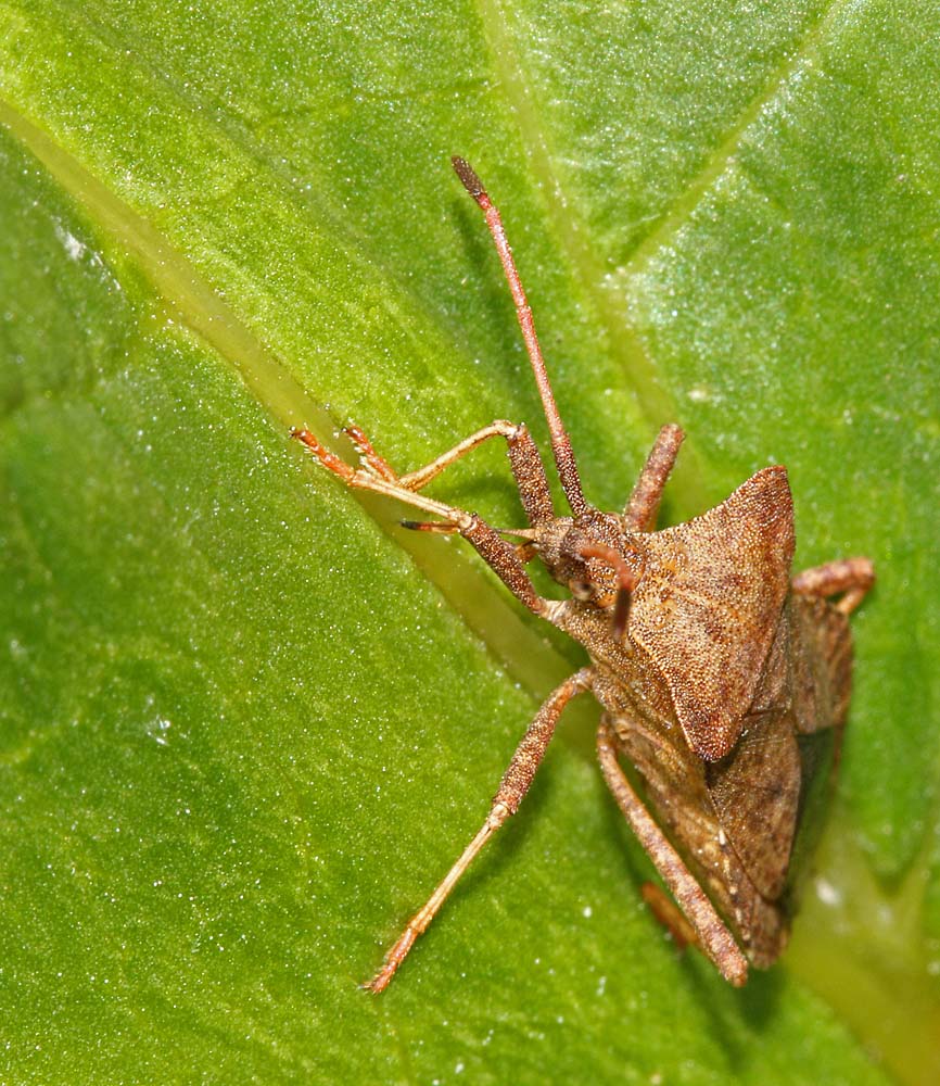 La corée marginée (Coreus marginatus) en train de pomper la sève d'une rhubarbe<br>Rostre visible