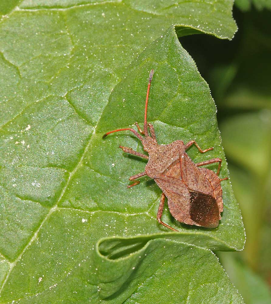 La corée marginée (Coreus marginatus) en train de pomper la sève sur une nervure de rhubarbe<br>Rostre visible