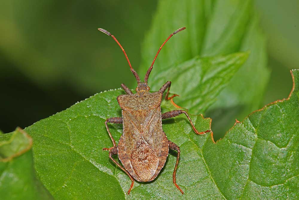 La corée marginée (Coreus marginatus) gros plan