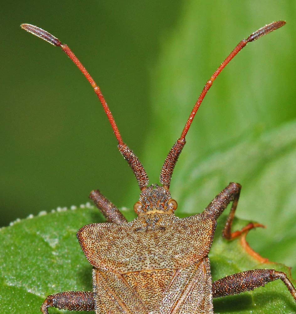 La corée marginée (Coreus marginatus) gros plan<br>antennes, ocelles et  microprotubérances