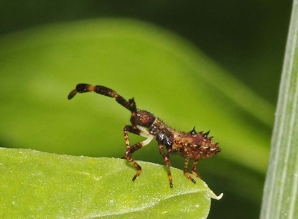 Larve de corée marginée (Coreus marginatus)<br>très gros plan