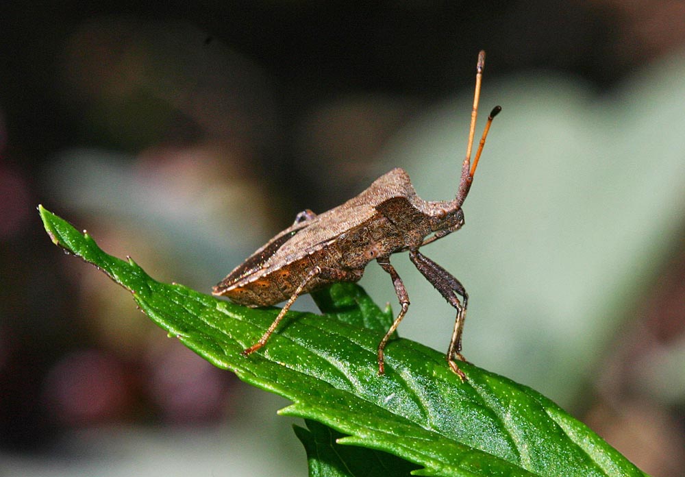 Corée marginée (Coreus marginatus)<br>vue de profil